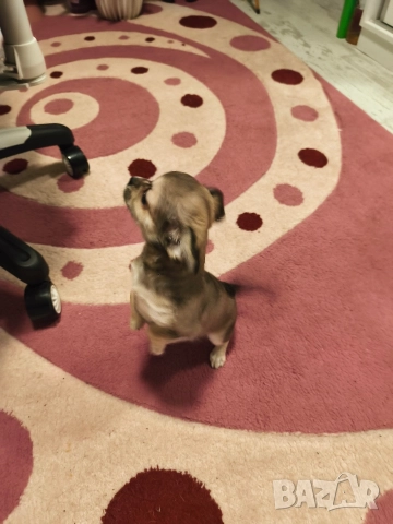 Чихуахуа момиченце, снимка 9 - Чихуахуа - 52725019