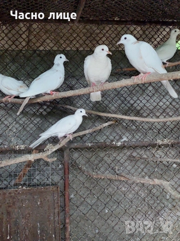 Бяли смеещисе гугутки , снимка 2 - други­ - 52187444