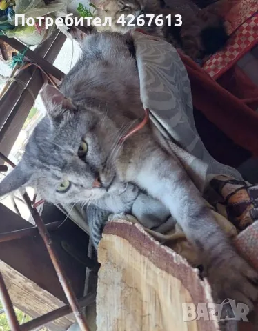 Сив Таби котарак търси дом, снимка 3 - Други - 55970428