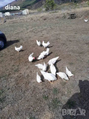 ярки и кокошки легхорн