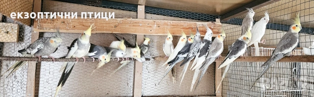 Ято Корели , снимка 4 - Папагали - 53300874