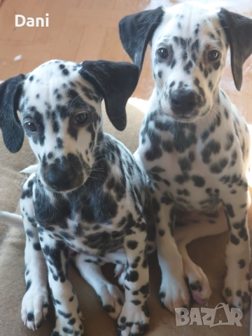Кучета, далматинци,домашни любимци,, снимка 3 - Далматинец - 51401456