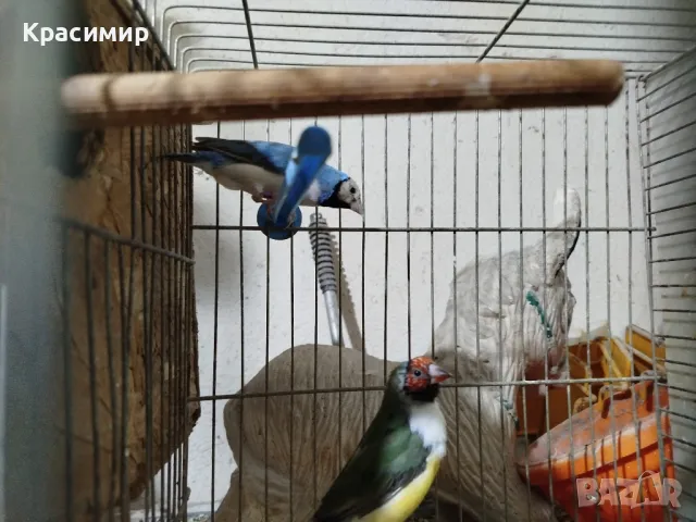 амадини.папагали.канари, снимка 1