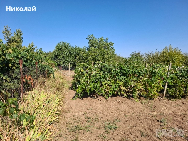 Имот в с. Калипетрово 1194 кв.м., снимка 5 - Парцели - 51746563