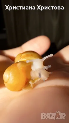Африкански охлюви archachatina marginata ovum