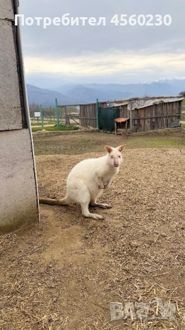 Кенгуру Валаби (ръждивоврато кенгуру) , снимка 2 - Други животни - 53910179