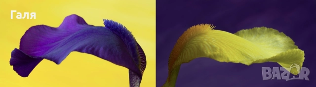 Фотография диптих, рамкирана, цветна