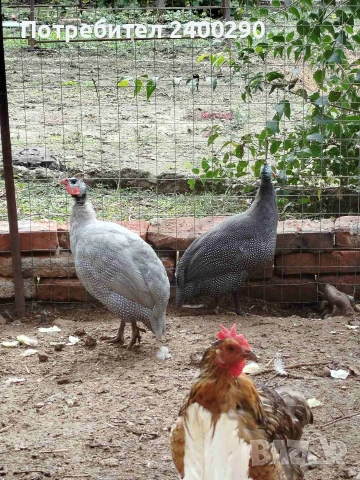 Двойка токачки