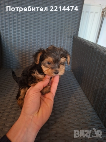 Последно момиченце с ВТОРА ВАКСИНА, снимка 3 - Йоркширски териер - 52308412