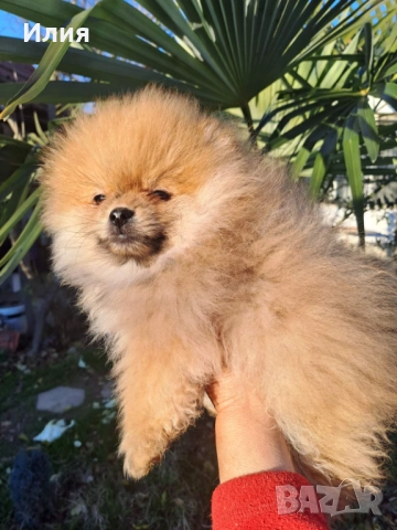Продавам померан , снимка 7 - Померан - 52913555