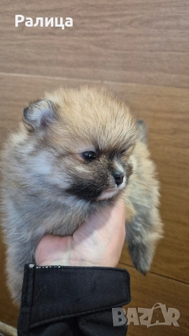 Момче и момиче , снимка 5 - Померан - 54079165