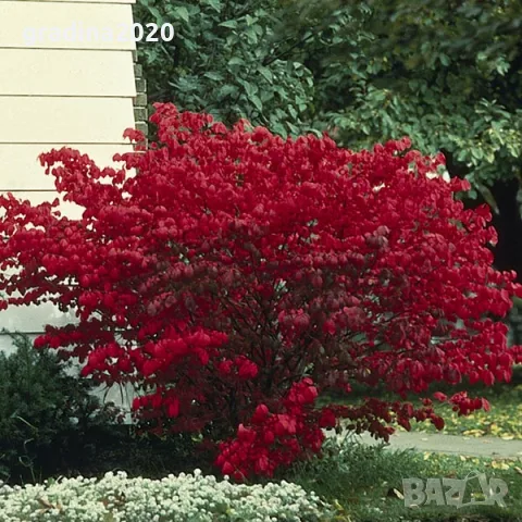 Oгнен храст - Euonymus alatus ​ Студоустойчив , снимка 5 - Разсади - 55709541