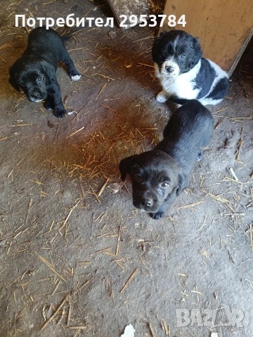 кокер шпаньол подарявам