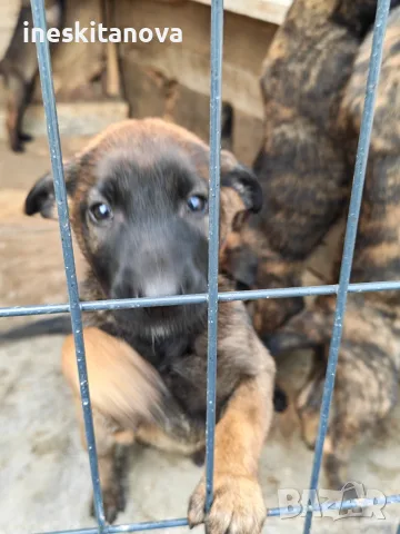 🐕 ПРОДАВАТ СЕ КУЧЕНЦА МАЛИНОА 🐕, снимка 6 - Белгийска овчарка - 56230855