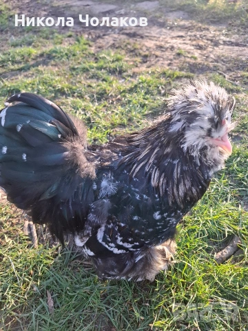 Американски копринки петли , снимка 3 - Кокошки и пуйки - 54305745