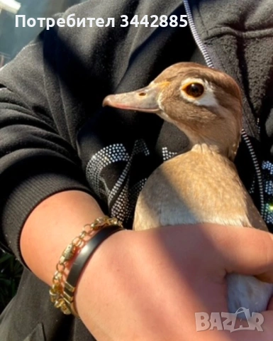 Продавам женска патица Каролинка.