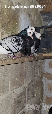 Продавам Нюмберски гълъби, снимка 9 - Гълъби - 52595905