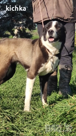 Средноазиатска овчарка - Алабай