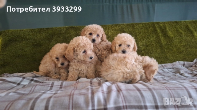 Пудел той пуделчета , снимка 13 - Пудели - 51947182