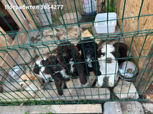 Бебета Лагото чистокръвни, снимка 2 - Други - 49101088