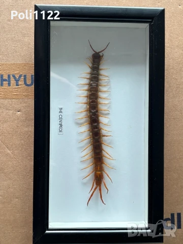 Рамкирана препарирана стоножка, снимка 2 - Антикварни и старинни предмети - 50695517