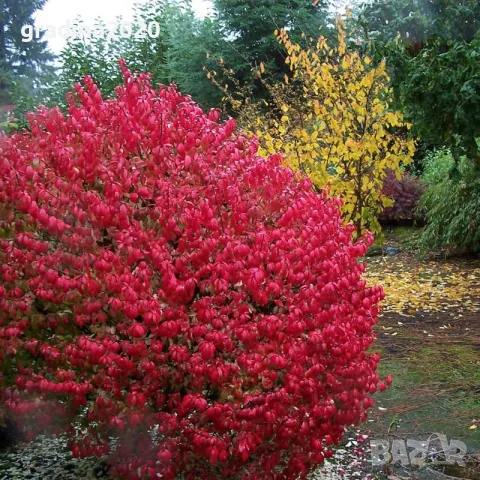 Oгнен храст - Euonymus alatus ​ Студоустойчив , снимка 2 - Разсади - 55709541