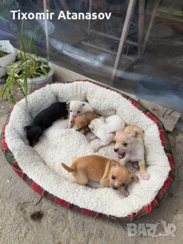 Чихопинчер, снимка 4 - Чихуахуа - 54251716