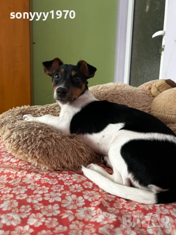джак ръсел 2712251847, снимка 13 - Джак ръсел териер - 52914484