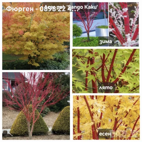 АЦЕР - Японски клен -   Налични 5 вида Студоустойчиви, снимка 13 - Разсади - 34223583