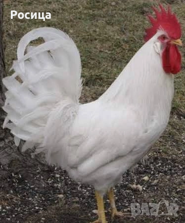 Предлагам разплодни яйца от Бял легхорн, снимка 2 - Кокошки и пуйки - 53339616