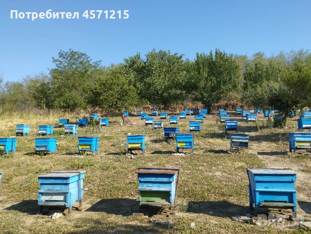Пчелни семейства в ДБ кошери, снимка 3 - Други животни - 51438769