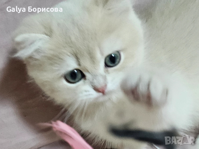 Британски родословни котенца  лилаво злато , снимка 5 - Британска късокосместа - 53502654