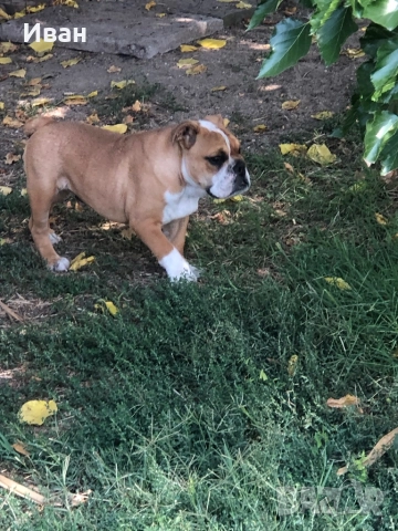 Английски Булдог