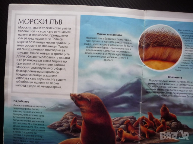 Полярните животни детска красиви рисунки бяла мечка пингвини морски лъв овцебик морж тюлени сова пан, снимка 2 - Детски книжки - 52637588