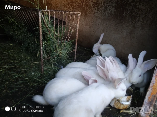 Продавам зайци