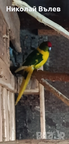 Мъжки какарикита