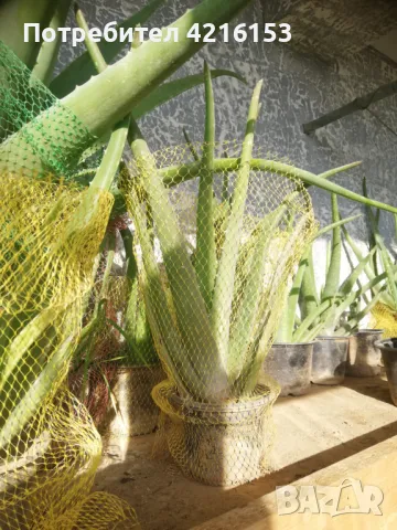 Алое Вера Барбаденсис, снимка 2 - Стайни растения - 47052833