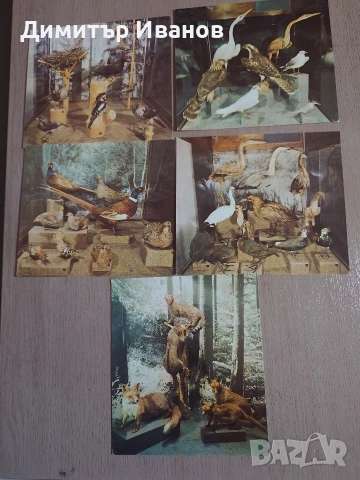 Пощенски и музейни картички, в перфектно състояние. , снимка 5 - Колекции - 53299410