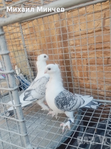 Продавам гълъби Сатинети (Салтанети) 