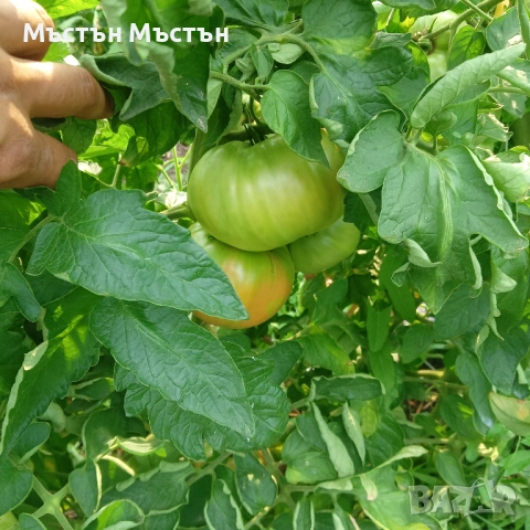 Разсад розов домат магия- макс, снимка 6 - Разсади - 54202106