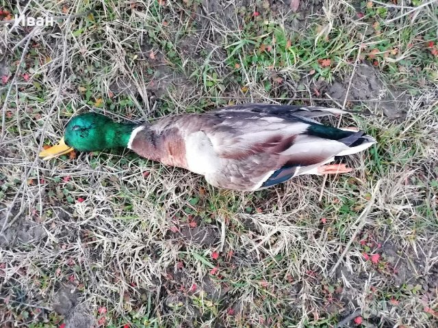 Птици за препариране , снимка 11 - други­ - 33834131