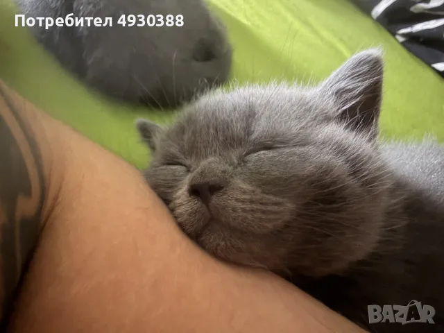 Британски късокосмести котета , снимка 2 - Британска късокосместа - 55969992