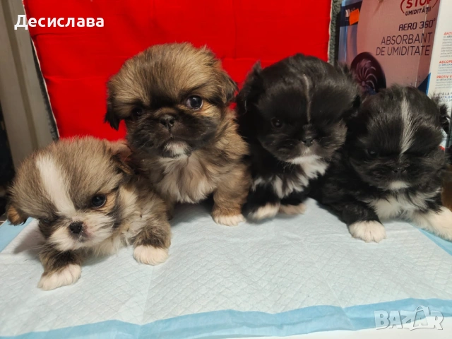 Малки Пекинезчета