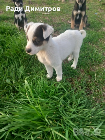 ПОДАРЯВАМ КУЧЕНЦА, снимка 6 - Други - 54158083