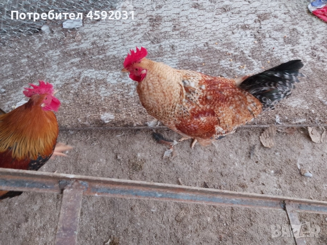 Петлета, снимка 8 - Кокошки и пуйки - 52930601