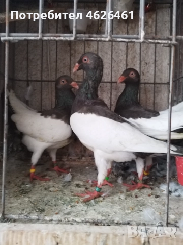 Датски летачи, снимка 13 - Гълъби - 52098870