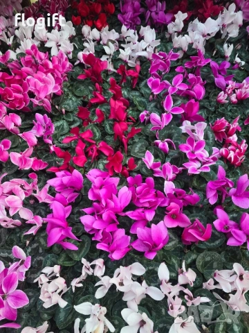 Иглика,Карамфил,Теменужка,Парички,Циклама,Зюмбюл за 8 Март, снимка 6 - Градински цветя и растения - 53012453