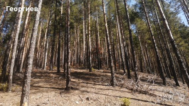 Продавам гора, снимка 3 - Земеделска земя - 54204158