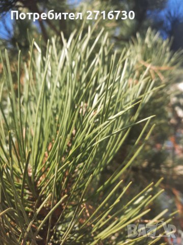 Боров мед от борови връхчета и шишарки, снимка 9 - Домашни продукти - 39312356