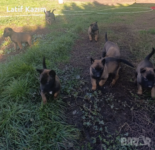 Чистокръвни малки белгийски овчарки Малинуа малионис, снимка 3 - Белгийска овчарка - 52294460